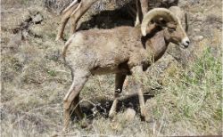 Bighorn Sheep